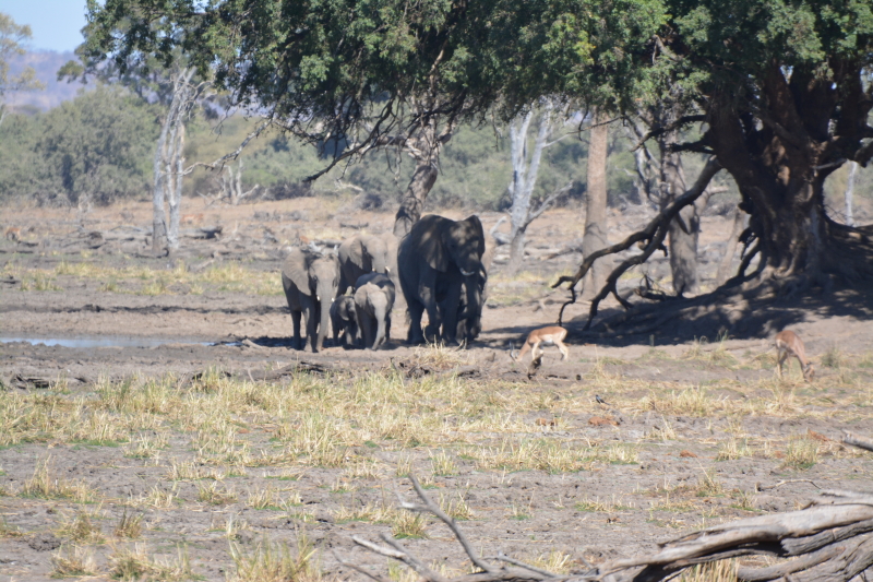 Olifanten in Mapungubwe komen er aan