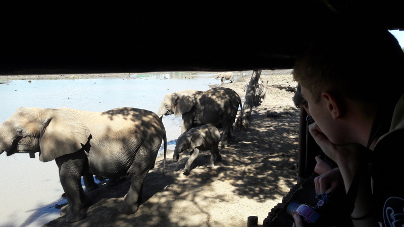Olifanten in Mapungubwe vanuit de kijkhut