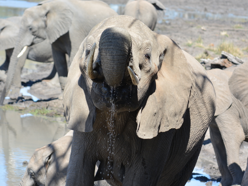 Olifanten in Mapungubwe water drinken dichtbij