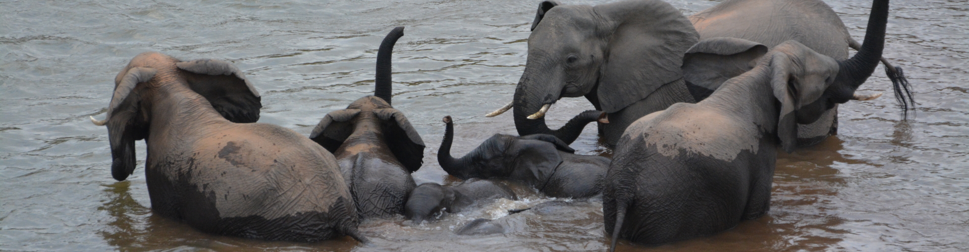 Olifanten Kruger Luvuvhu rivier