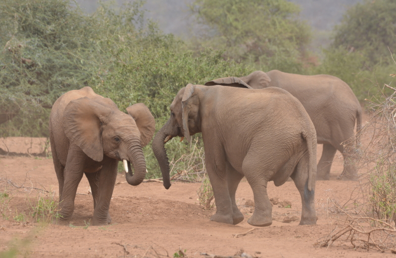 olifanten zuid-afrika
