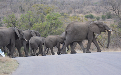 olifanten kruger safari zuid-afrika