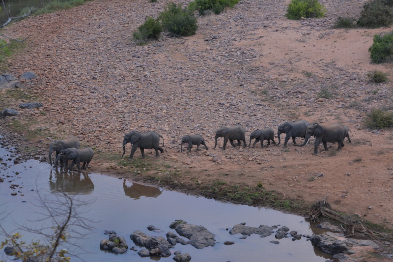 olifanten kudde naar rivier