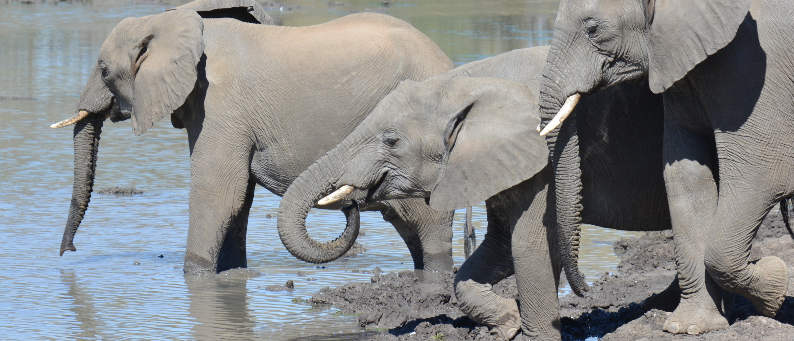 Olifanten in Mapungubwe Zuid-Afrika - een magische gebeurtenis