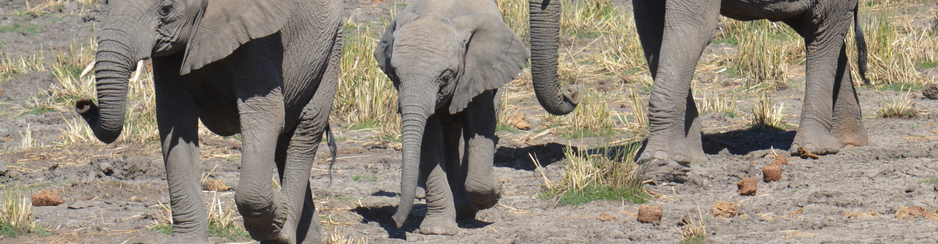 olifanten safari zuid-afrika