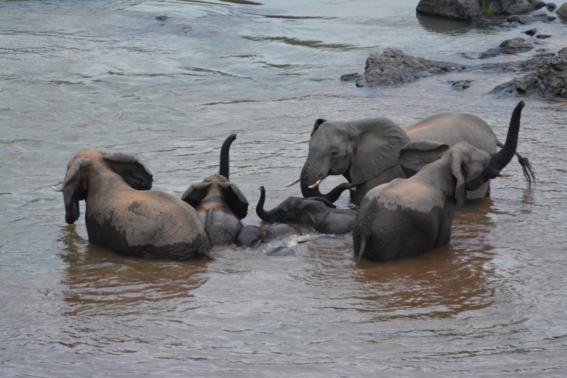 olifanten spelen in rivier kruger