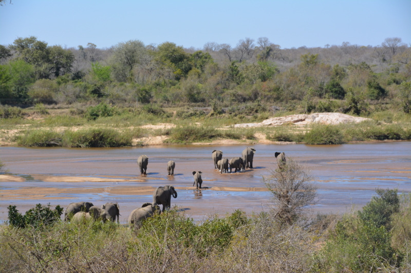 Olifanten steken Sabie rivier over
