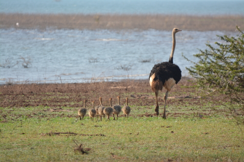 ostrich pongola