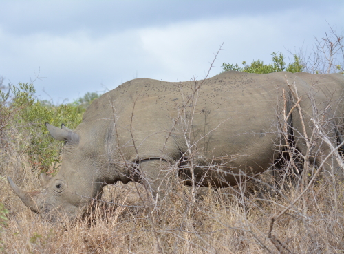 Rhino Hluhluwe-Imfolozi