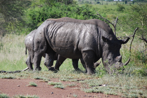 Rhino's Kruger Zuid