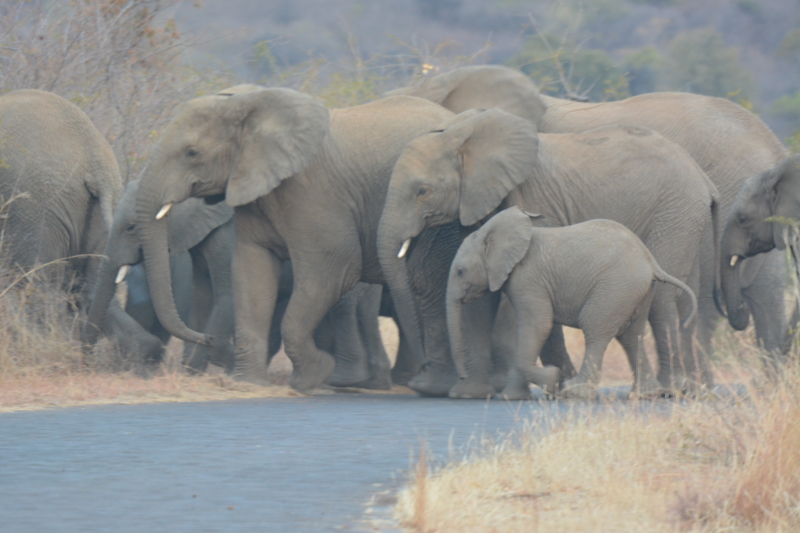 road block olifante pilanesberg