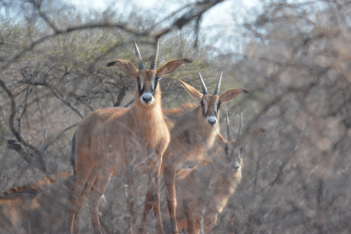 roan antelopes