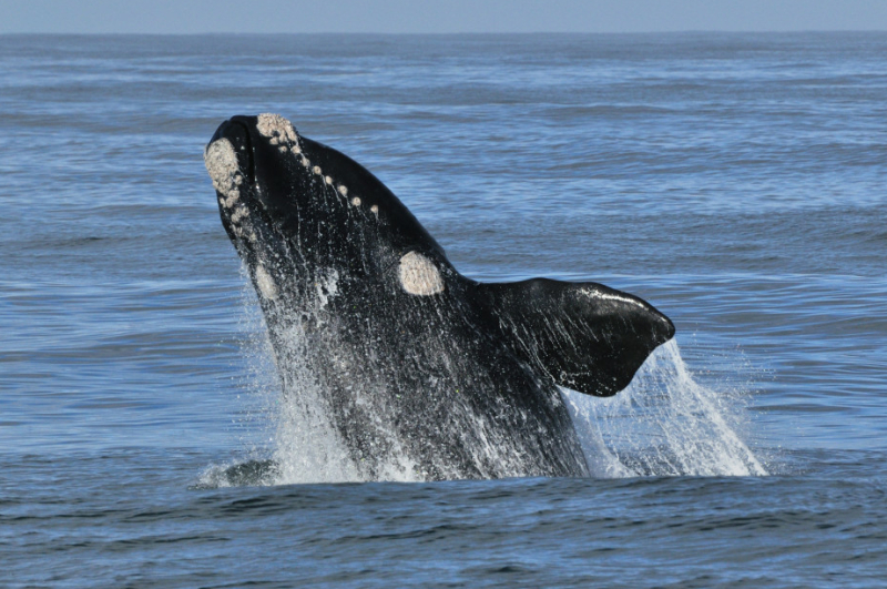 southern right whale