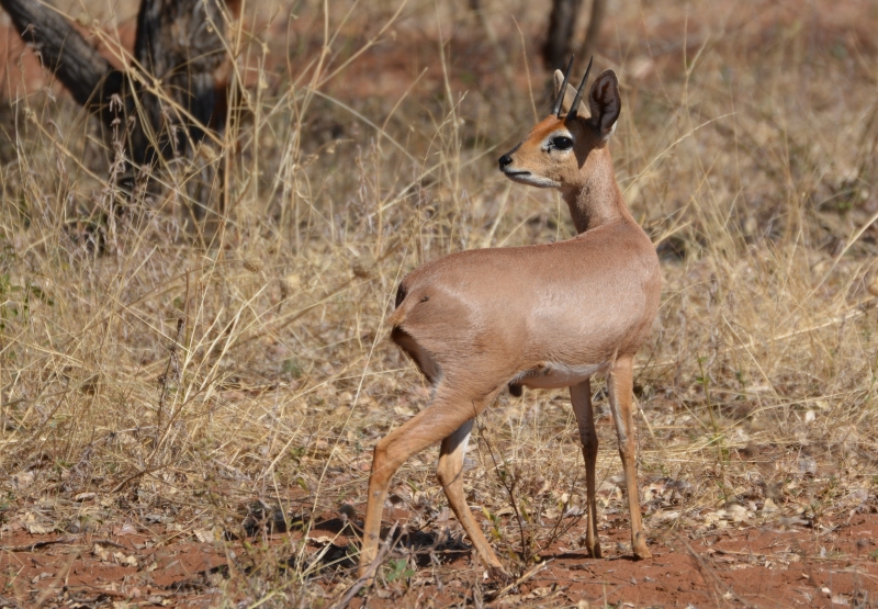 safari in zuid-afrika