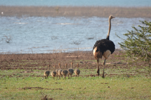 struisvogels zuid-afrika