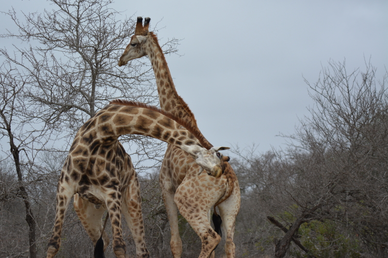 vechtende giraffen Kruger 2021
