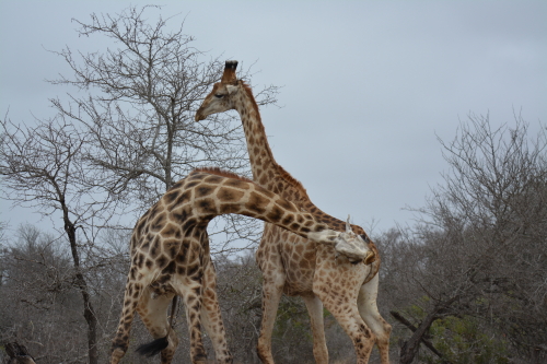 vechtende giraffen Kruger zuid