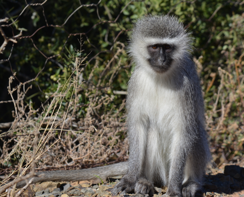 vervet in de karoo zuid-afrika