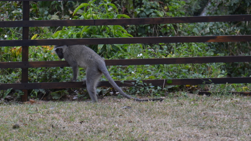 vervet monkey ingwenya