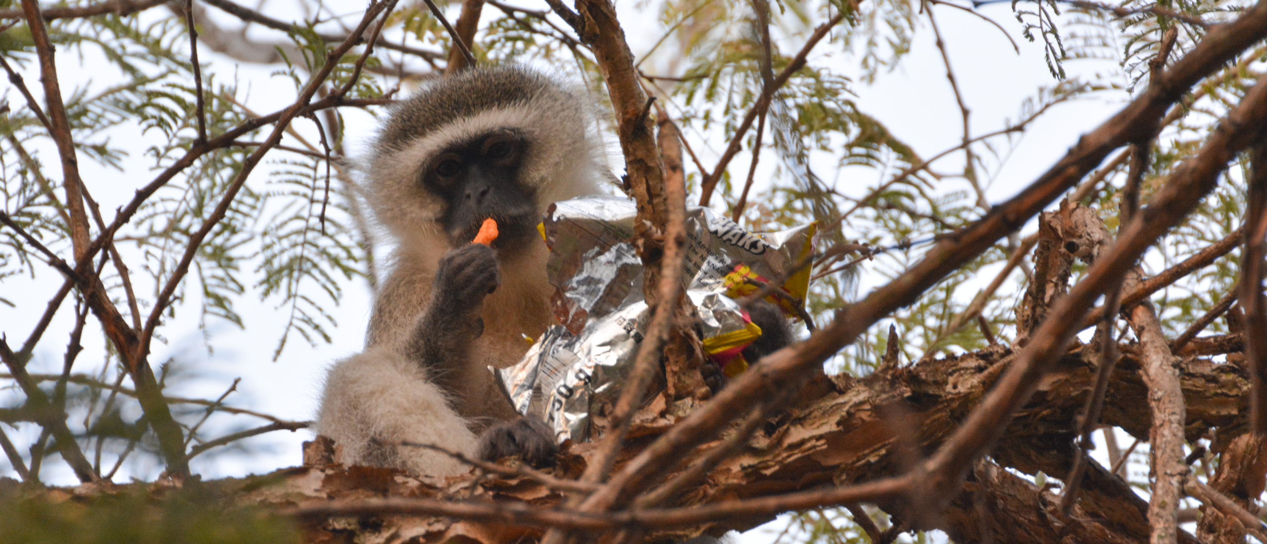 Uitkijken voor vervet monkeys