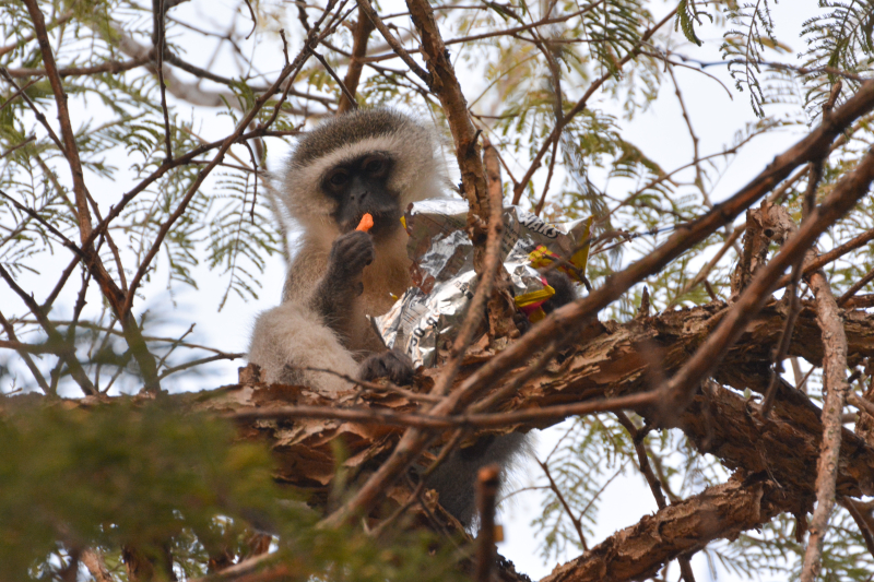 Vervet monkey with niknaks