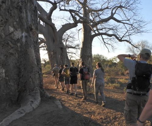 Walk baobab forest Kruger