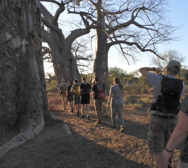 Walk baobab forest Kruger