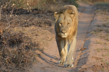 walking lion tembe