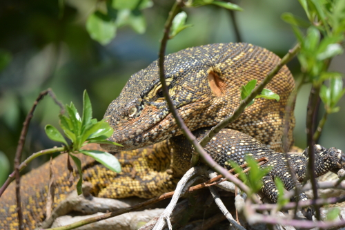 water monitor st lucia