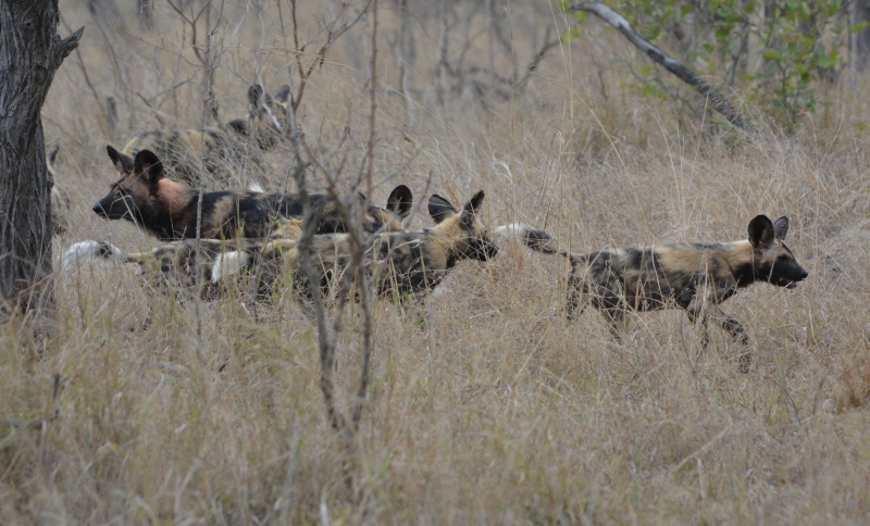 Wild dogs bij Transport Dam Kruger