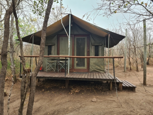 wild olive tree camp zuid-afrika