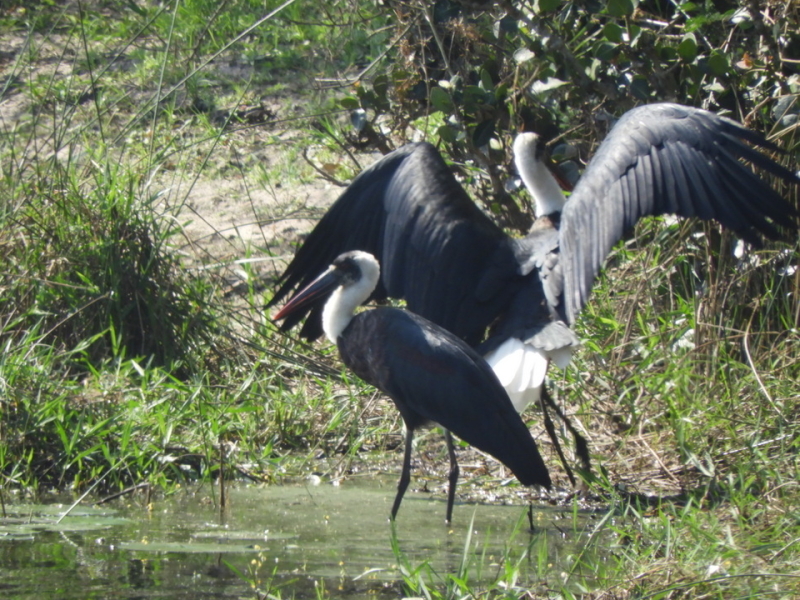 woolly-necked storks