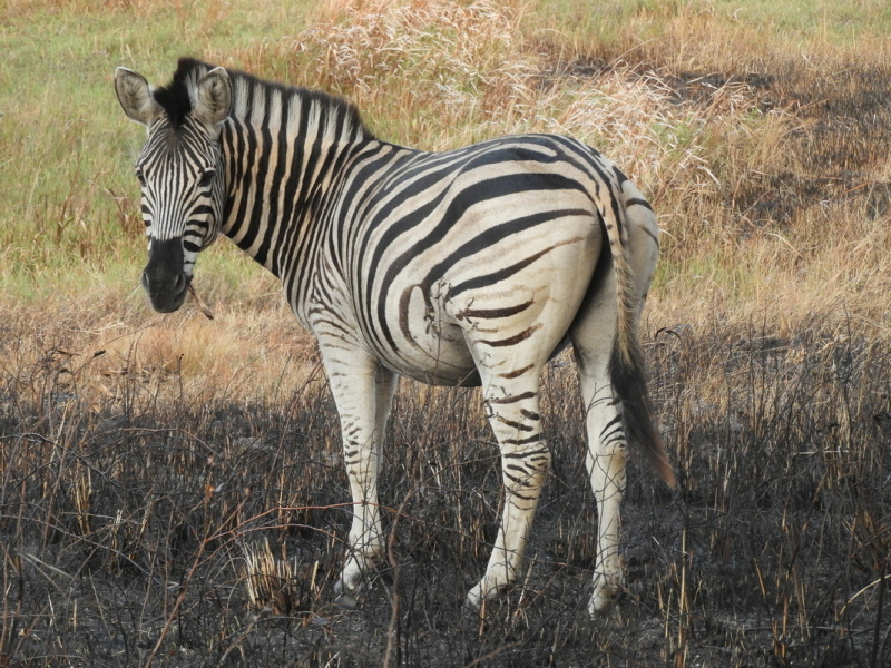 zebra isimangaliso