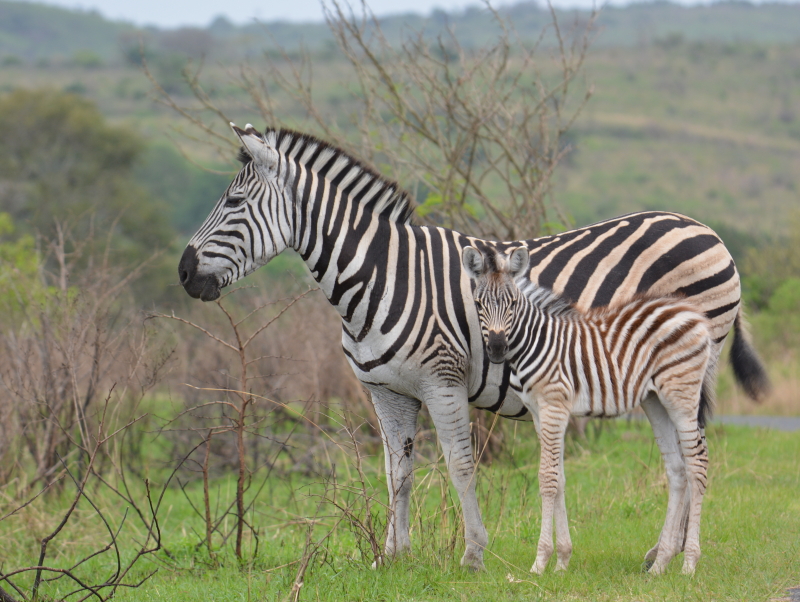 zebra's op safari zuid-afrika