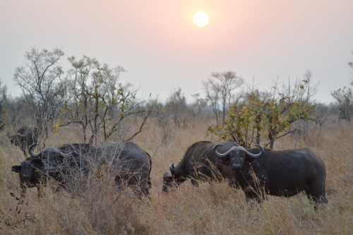 zonsondergang safari zuid-afrika