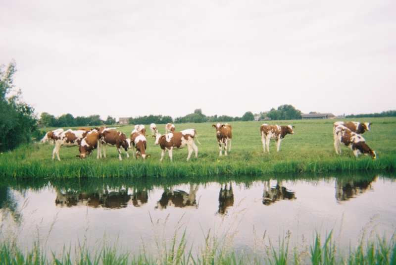 dag-4-ryzon-nederlandse-grachten-sloten