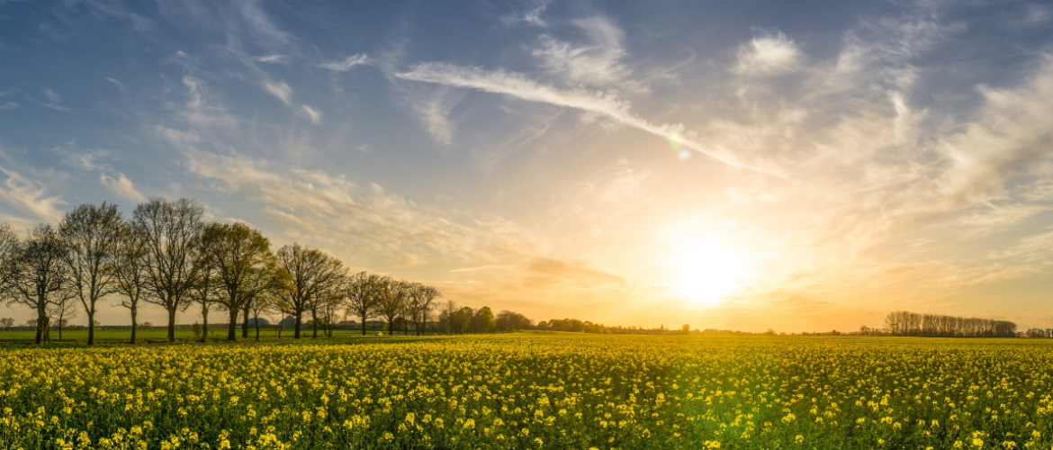 Vitamine D beschermt tegen Covid-19