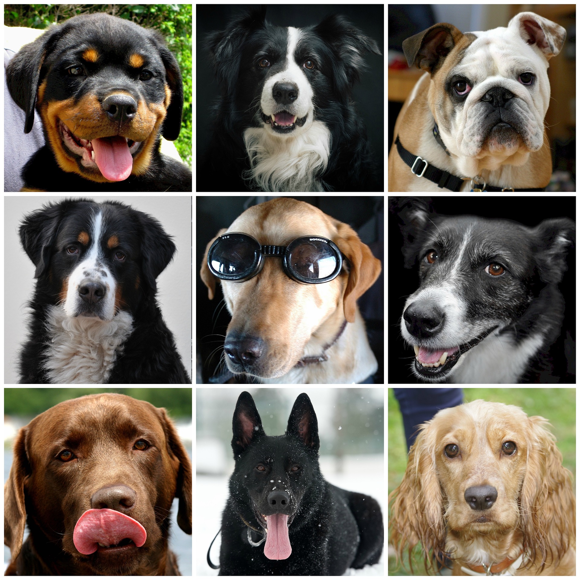 Top 10 kindvriendelijke honden