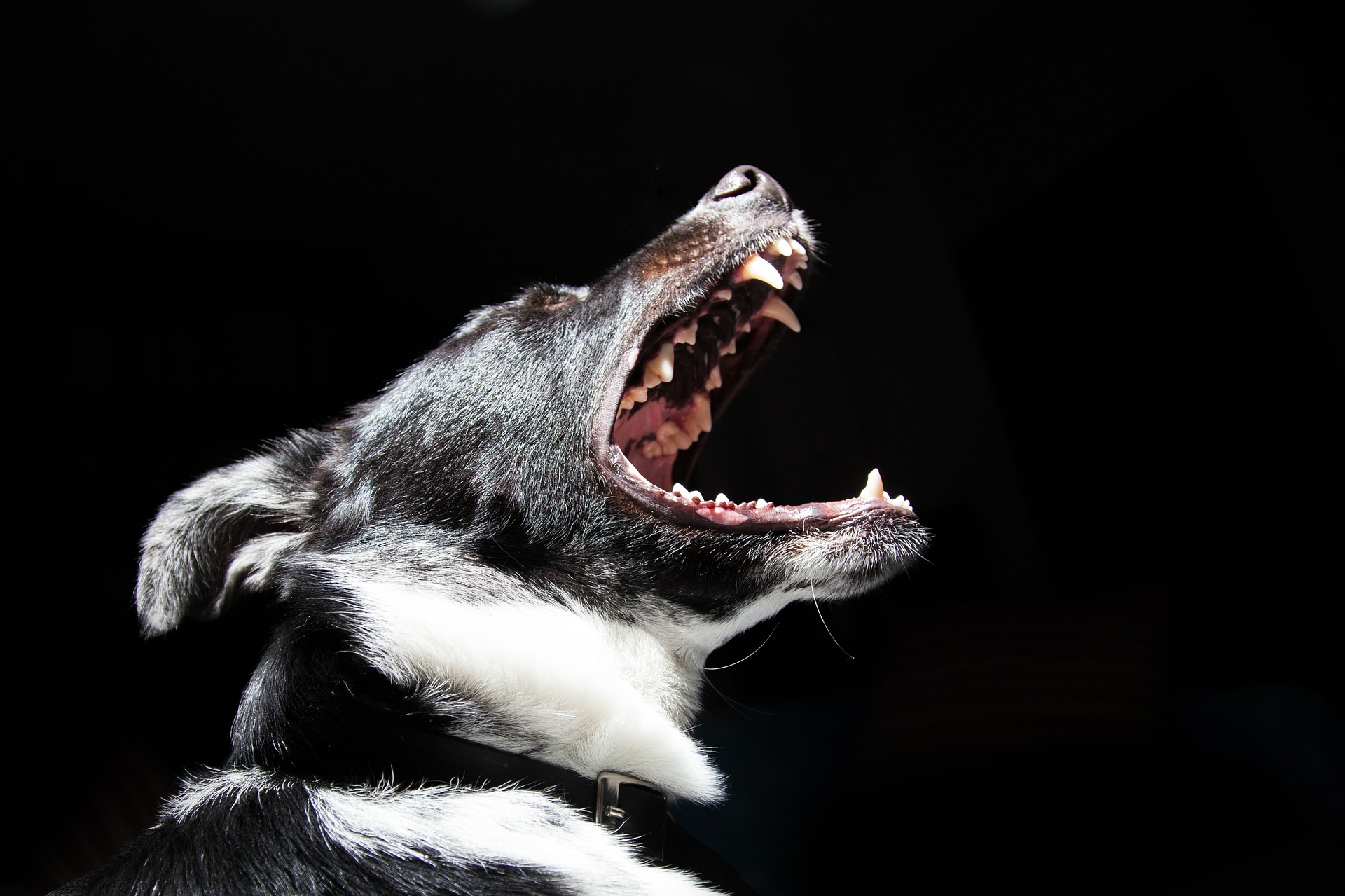 Tandenpoetsen hond, Is dat nodig?