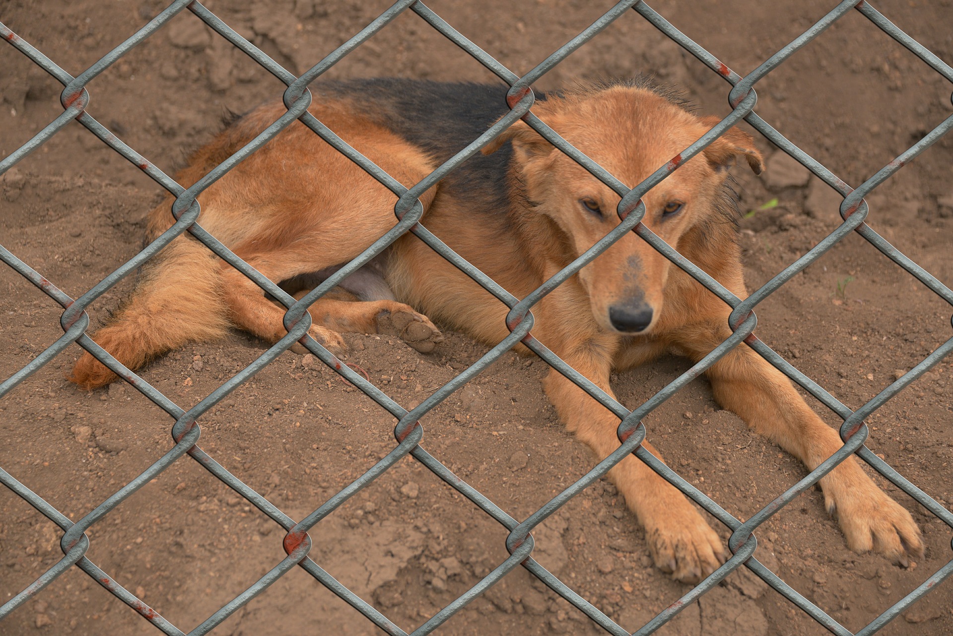Hond adopteren? Weet waar je allemaal op moet letten!