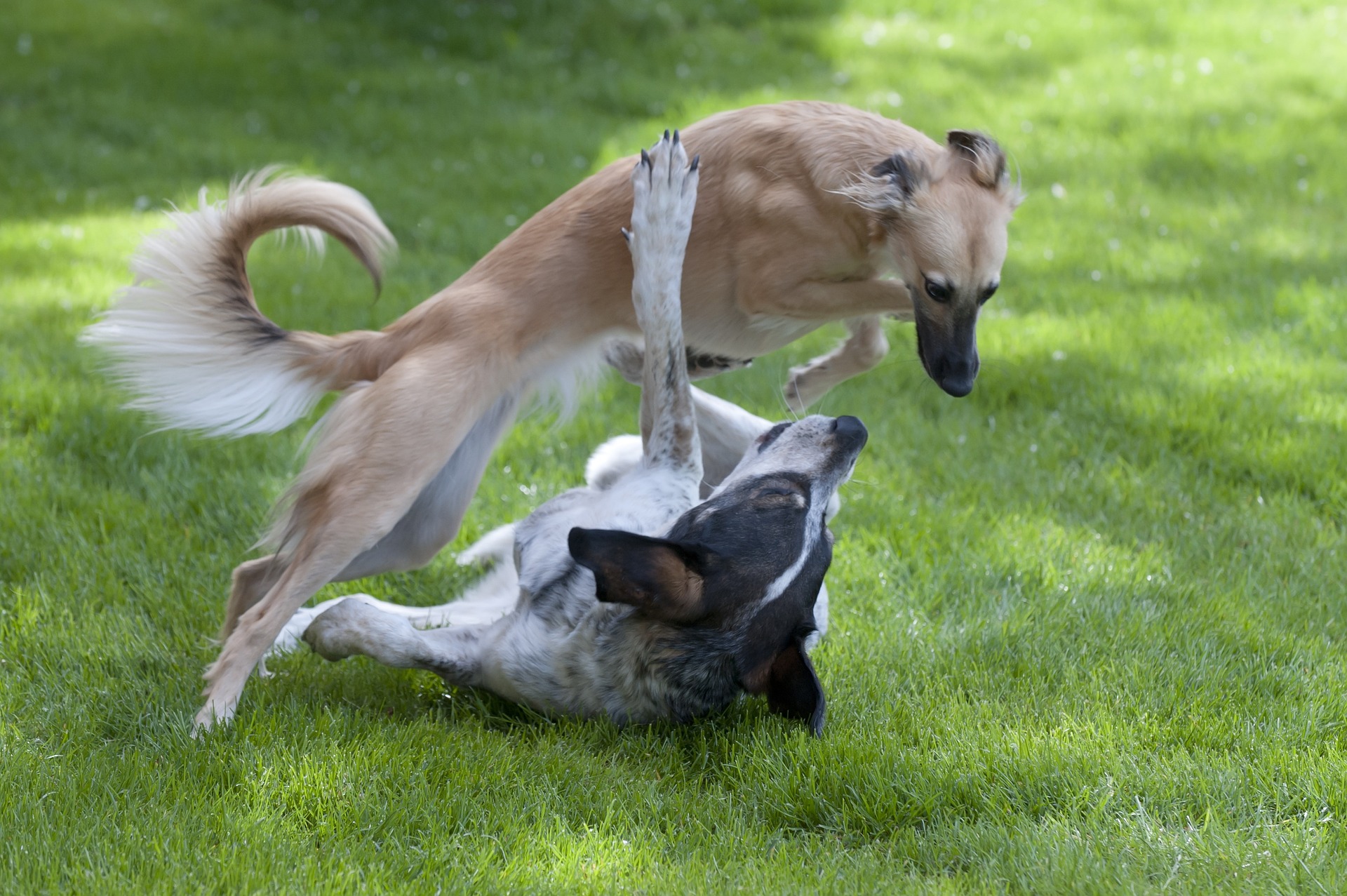 Whippet, Van vechthond tot racehond!