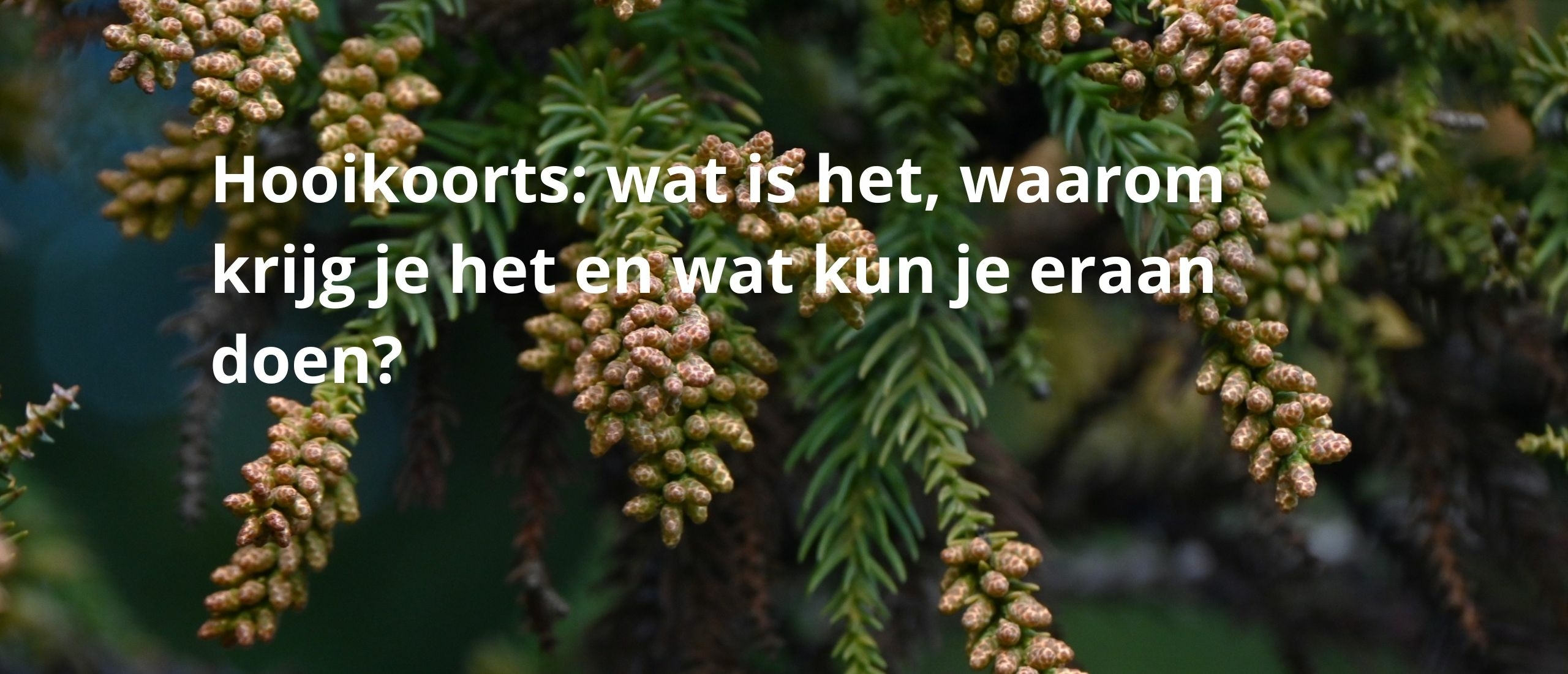 Hooikoorts: wat is het, waarom krijg je het en wat kun je eraan doen?