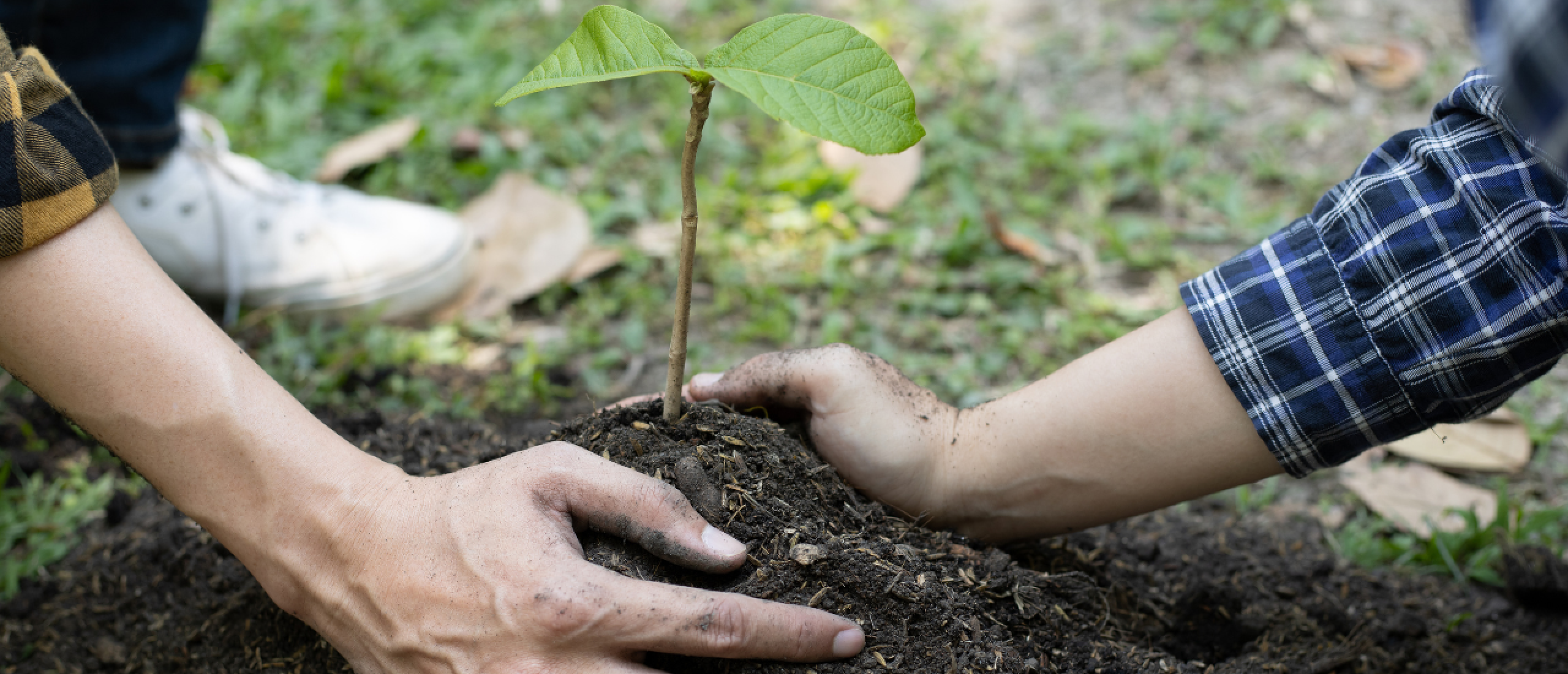Een hand die een klein plantje verzorgt, wat groei en ontwikkeling met beperkte middelen symboliseert.