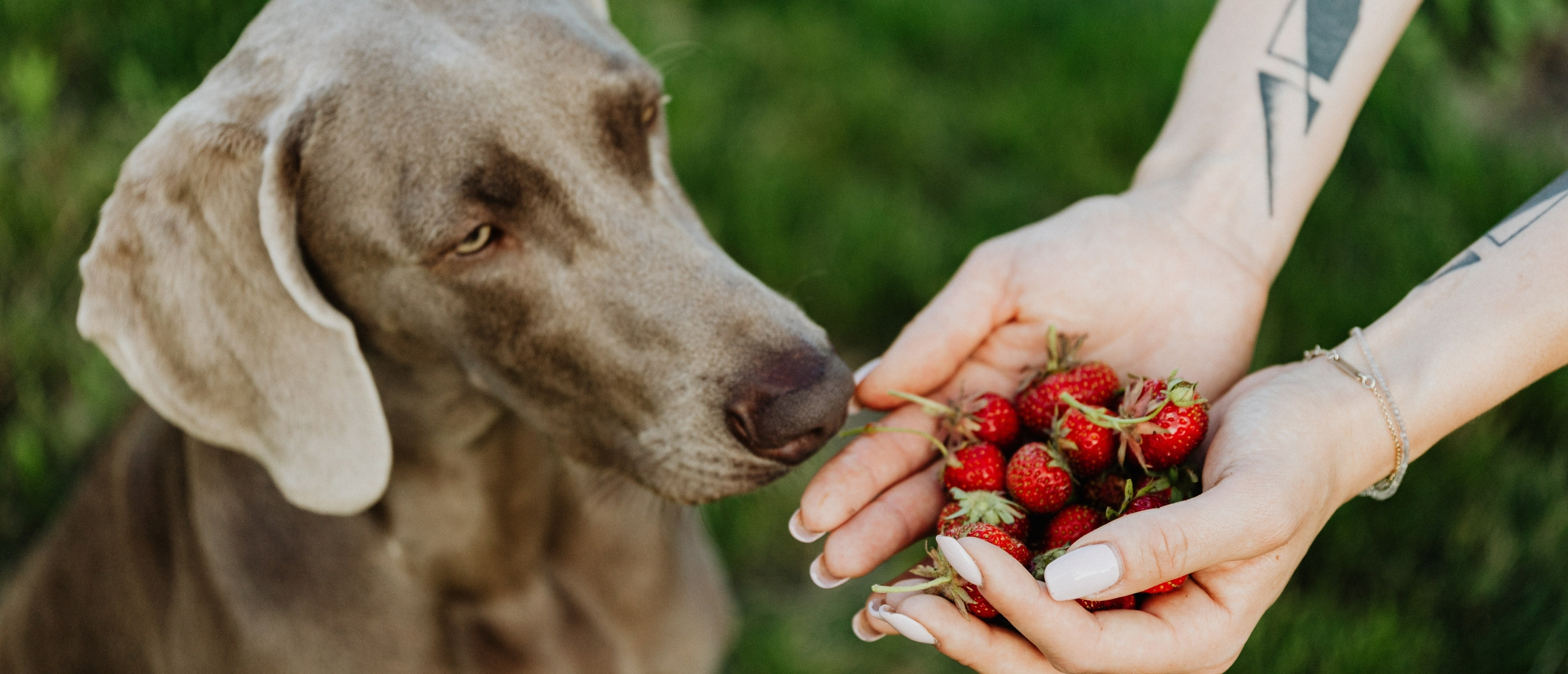 Mag een hond aardbei eten?