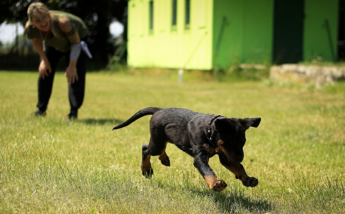 Online hondenschool honden trainer