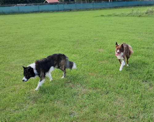 Blije hond Blije hond
