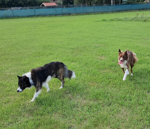 Blije hond