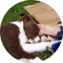 Contact hond