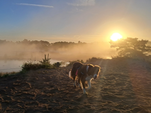 Gaia hond Gaia hond