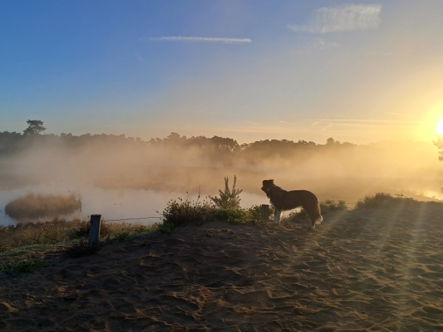 Hond zelfstandig